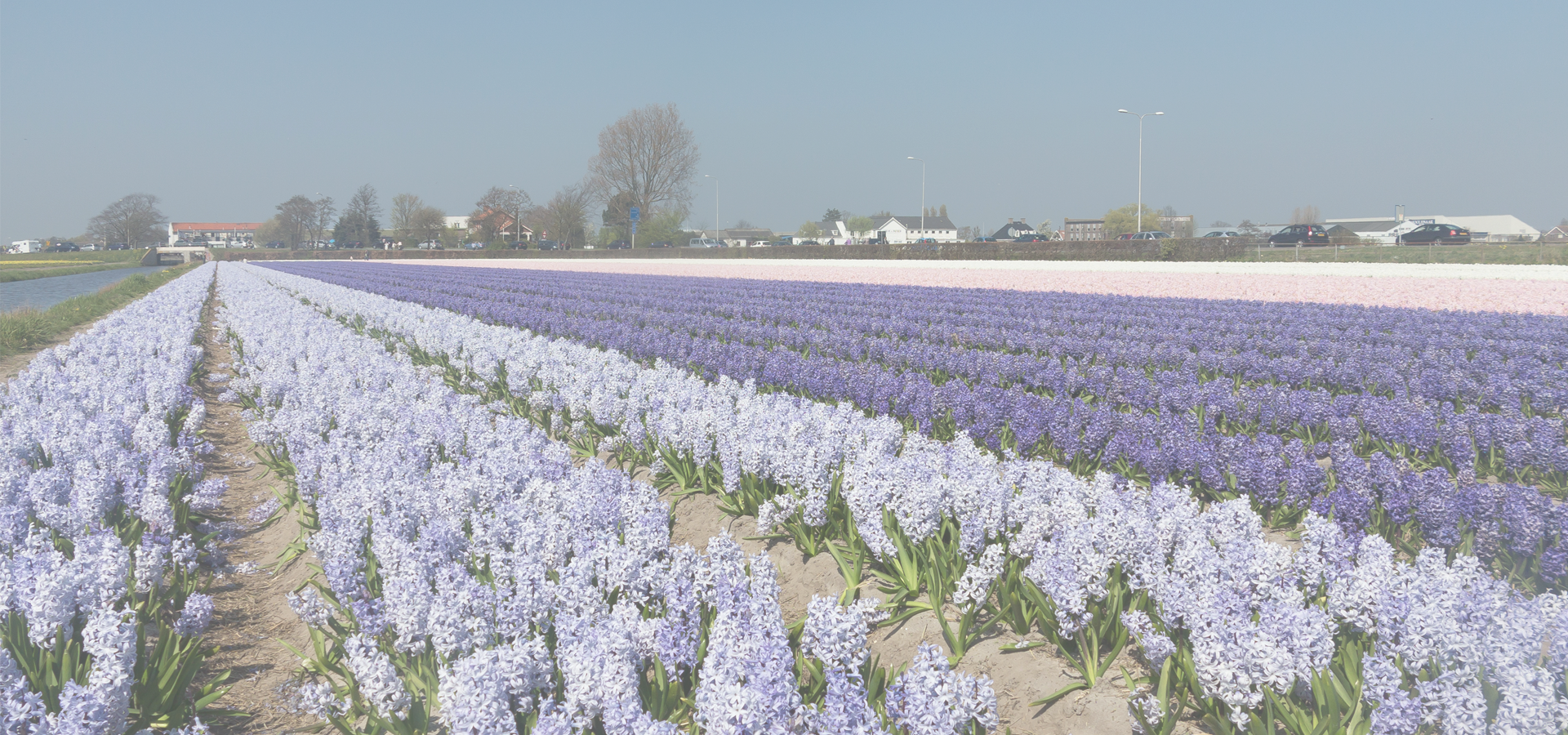 <b>Voorhout, South Holland, Netherlands</b>